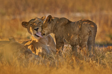 Africa wildlife, Cute lion cub with mother, African danger animal, Panthera leo, Khwai river,...