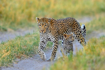 Leopard from Okavango, Botswana. Africa wildlife. Wild cat hidden in the green vegetation. Leopard in the nature, lying under the tree.