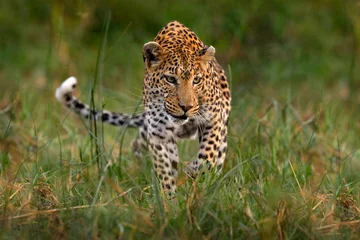 Tuinposter Leopard kitten baby, hidden nice orange grass. Leopard cub with mother walk. Big wild cat in the nature habitat, sunny day on the savannah, Khwai river. Wildlife nature, Botswana wildlife. © ondrejprosicky