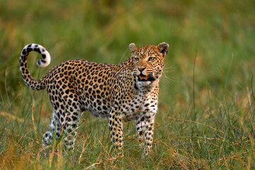 Leopard kitten baby, hidden nice orange grass. Leopard cub with mother walk. Big wild cat in the nature habitat, sunny day on the savannah, Khwai river. Wildlife nature, Botswana wildlife.