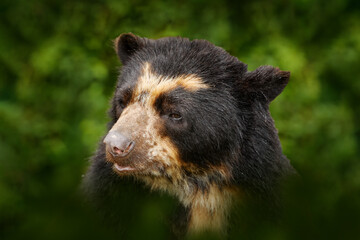 Malaysia wildlife. Portrait of Malayan Sun Bear, Helarctos malayanus from Malaysia. Nature in Asia.