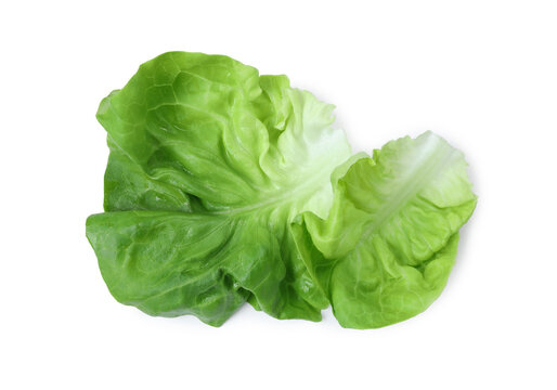 Fresh green butter lettuce leaves isolated on white, top view