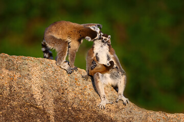 Madagascar wildlife. Monkey family, young cub. Madagascar wildlife, Ring-tailed Lemur, Lemur catta. Animal from Madagascar, Africa, orange eyes. Evening light sunset, Anja Nature Park. Monkey, sunset.