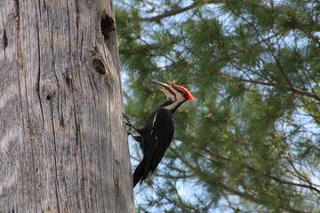 woodpecker on tree