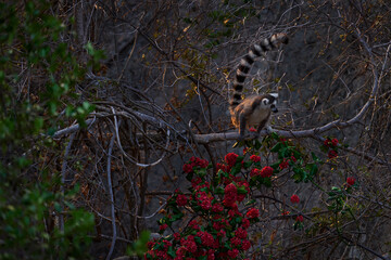 Madagascar wildlife, Ring-tailed Lemur, Lemur catta. Animal from Madagascar, Africa, orange eyes. Evening light sunset, Anja Nature Park.  Monkey with long tail in flower bloom.