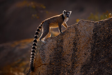 Madagascar wildlife. Monkey family, young cub. Madagascar wildlife, Ring-tailed Lemur, Lemur catta. Animal from Madagascar, Africa, orange eyes. Evening light sunset, Anja Nature Park. Monkey, sunset.