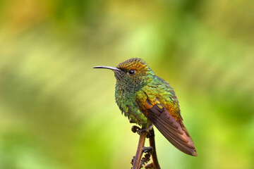 Coppery-headed emerald, Microchera cupreiceps, small hummingbird Endemic in Costa Rica. Tinny bird in the nature forestr habitat. Bird in the forest, Volcan Poas NP.