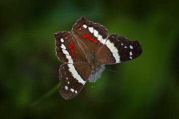 Anartia fatima, banded peacock, brown white red insect in the nature habitat. Butterfly sitting on the green leave, Volcan Poas NP in Costa Rica. Nature wildlife. Butterfly from Costa Rica.