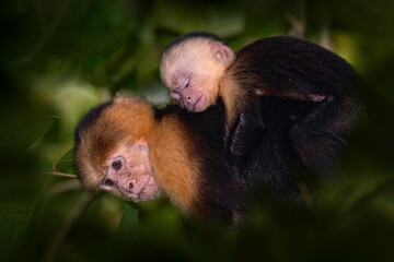 Costa Rica nature. White-headed Capuchin, black monkey sitting and shake one's fist on tree branch in the dark tropical forest. Wildlife of Costa Rica. Travel in Central America. Open muzzle with toot
