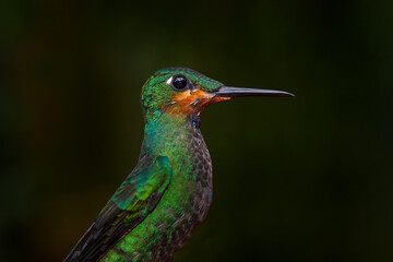 Wildlife Costa Rica. Detail portrait of shiny green glossy bird. Green hummingbird Green-crowned Brilliant, Heliodoxa jacula in Costa Rica. Close-up detail portrait from tropic nature.