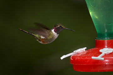 Hummingbird with feeder, water with shuger, bird from Costa Rica. Magenta-throated Woodstar, Calliphlox bryantae, in the tropic forest, Monteverde reserve in Costa Rica.