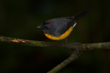 Slate-throated Redstart, Myioborus miniatus, beautiful bird from tropical Costa Rica.Tanager in the nature habitat. Wildlife scene from tropical nature. Birdwatching in South America.