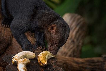 Tayra, Eira barbara, omnivorous animal from the weasel family. Tayra hidden in tropic forest,...