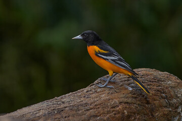 Baltimore Oriole, Icterus galbula, sitting on the green mossy branch, detail portrait. Wildlife in Costa Rica. Orange black mountain bird in the dark green forest, clear background.