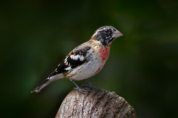 Costa Rica nature. Rose-breasted grosbeak, Pheucticus ludovicianus sitting on the orange and green mossy branch. Wildlife in Costa Rica, mountain bird in the dark green forest, clear background.