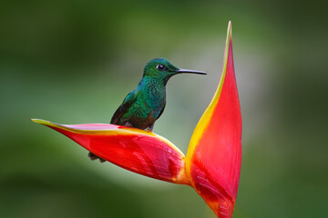 Obraz na płótnie Canvas Heliconia red flower with green hummingbird, La Paz Waterfall Garden, Volcan Poas NP in Costa Rica. Green-crowned Brilliant, Heliodoxa jacula, beautiful bloom. Bird sucking nectar. Widlife nature.