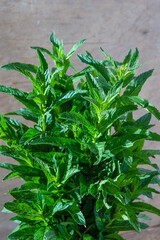 Bouquet of mint. Green fresh leaves. Floral background. Botanical aesthetic. Leaf for tea.