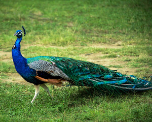 Obraz premium peacock in grass