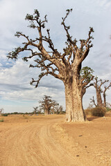 Fototapeta na wymiar Baobab Grove close Dakar, Senegal, West Africa