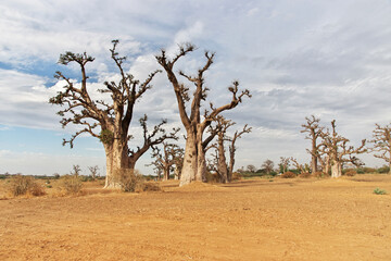 Obraz premium Baobab Grove close Dakar, Senegal, West Africa