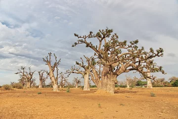 Selbstklebende Fototapeten Baobab Grove close Dakar, Senegal, West Africa © Sergey