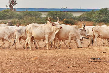 Some cows in baobab Grove close Dakar, Senegal, West Africa