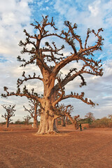 Baobab Grove close Dakar, Senegal, West Africa