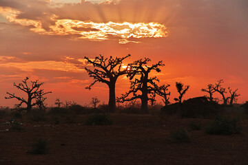 The sunset in baobab grove close Dakar, Senegal, West Africa