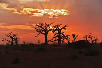 Photo sur Plexiglas Brique The sunset in baobab grove close Dakar, Senegal, West Africa