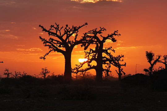 The sunset in baobab grove close Dakar, Senegal, West Africa