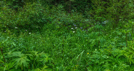 green grass with drops