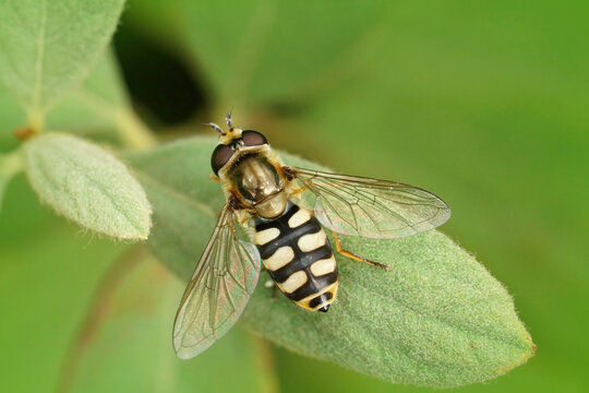 Closeup on the small Migrant hoverfly, Eupeodes corollae, sitting on a green leaf in the garden