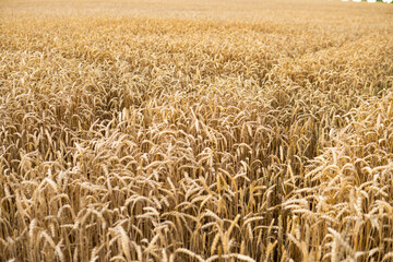 detail of tractor tracks in wheat just before harvesting