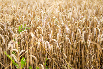 detail of wheat just before harvesting