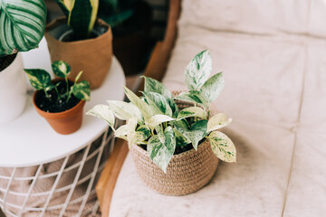 Plant in wicker basket on couch. Home gardening, love of houseplants, freelance. Spring time. Stylish interior with a lot of plants. Urban jungle concept.