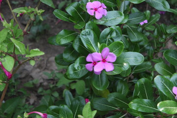 Vinca rosea or Madagascar periwinkle or Catharanthus roseusVinca rosea or Madagascar periwinkle or Catharanthus roseus