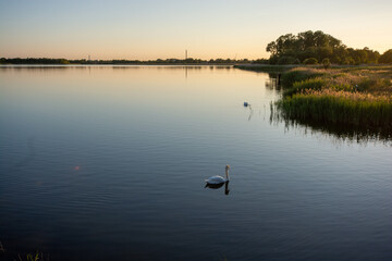 Naklejka premium Evening mood with swans at Ishoj, south of Copenhagen, denmark