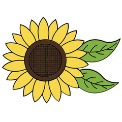 sunflower on white background