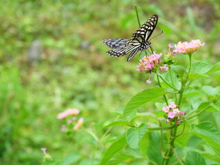 Common Mime ( Papilio clytia ) butterfly sucking nectar on West Indian Lantana blossom with natural green background, White with black and orange color pattern on insect wing