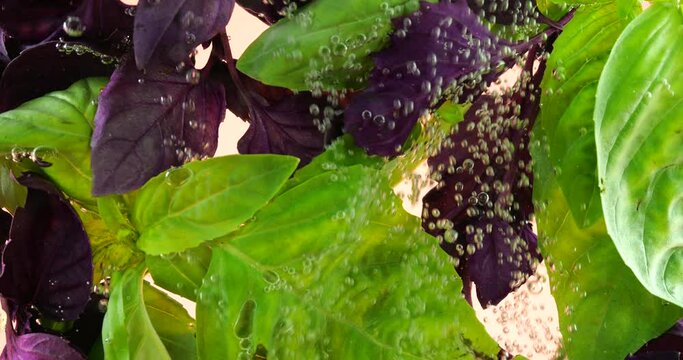 Green and purple basil leaves underwater in air bubbles. On a pink background.
