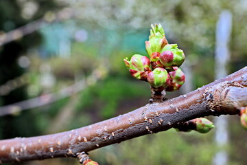 Beautiful buds, sprouts, small blooming flowers of the fruit trees in the spring garden.  Close-up view. 