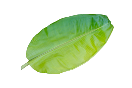 Banana leaf isolated on transparent background..