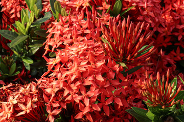 Elegance in Red: Bringing Ashoka Flowers' Beauty to Life