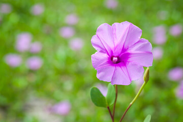 Morning Glory on the beach in the morning.