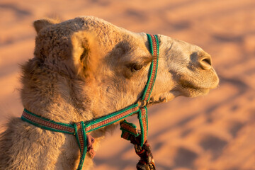 portrait of a camel head close-up