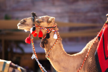 Camel under red rocks in Petra, Jordan