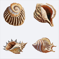 collection of seashells