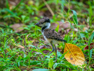 Red-wattled lapwing