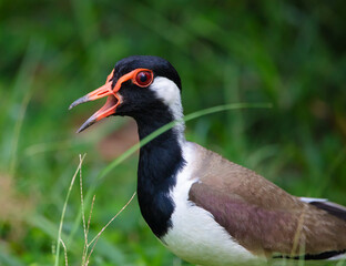 Red-wattled lapwing