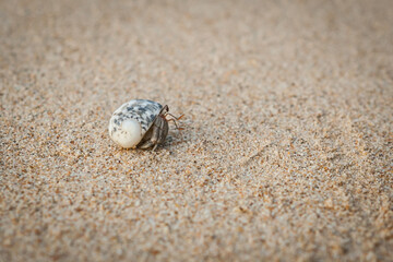 Hermit crab on sand beach .